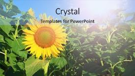  Presentation with sunflower - Audience pleasing presentation theme consisting of sunflower field under blue sunny sky backdrop and a light blue colored foreground