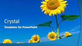 Presentation with sunflower - Amazing theme having sunflower-field-with-cloudy-blue backdrop and a teal colored foreground