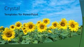  Presentation with sunflower sunflower sunflower sunflower sunflower - PPT layouts with sunflower-field-with-cloudy-blue background and a cyan colored foreground