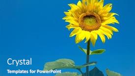  Presentation with sunflower sunflower sunflower sunflower sunflower - Slide set consisting of sunflower-field-with-cloudy-blue background and a teal colored foreground