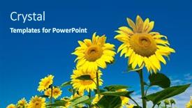  Presentation with sunflower - Slide set consisting of sunflower-field-with-cloudy-blue background and a ocean colored foreground