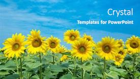  Presentation with sunflower - Presentation featuring sunflower-field-with-cloudy-blue background and a teal colored foreground