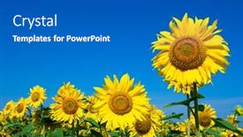  Presentation with sunflower - 