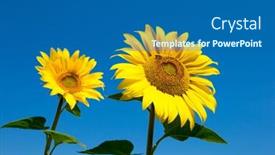 Presentation with sunflower sunflower sunflower sunflower sunflower - Presentation design consisting of sunflower-field-with-cloudy-blue background and a ocean colored foreground