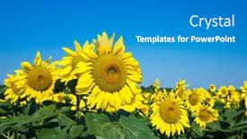  Presentation with sunflower - PPT theme with sunflower-field-with-cloudy-blue background and a teal colored foreground