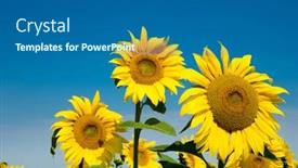  Presentation with sunflower sunflower sunflower sunflower sunflower - Slides enhanced with sunflower-field-with-cloudy-blue background and a ocean colored foreground