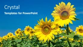  Presentation with sunflower sunflower sunflower sunflower sunflower - Presentation theme having sunflower-field-with-cloudy-blue background and a gray colored foreground