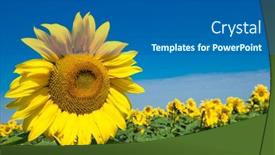  Presentation with sunflower sunflower sunflower sunflower sunflower - Slide deck enhanced with sunflower-field-with-cloudy-blue background and a gray colored foreground