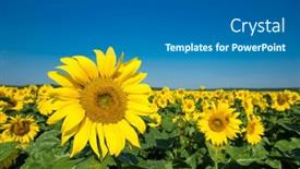  Presentation with sunflower - Slide deck enhanced with sunflower-field-with-cloudy-blue background and a ocean colored foreground