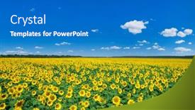  Presentation with sunflower - Presentation enhanced with sunflower-field-with-cloudy-blue background and a teal colored foreground