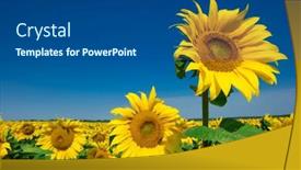  Presentation with sunflower sunflower sunflower sunflower sunflower - 