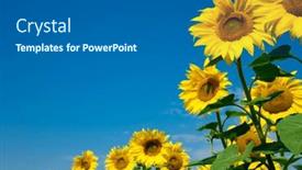  Presentation with sunflower sunflower sunflower sunflower sunflower - 