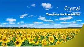  Presentation with sunflower - 