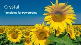  Presentation with sunflower - 