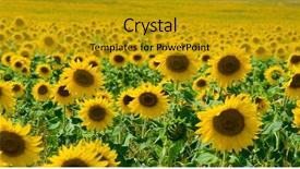  Presentation with tropical flowers close up - Presentation theme enhanced with sunflower field with several flowers background and a gold colored foreground