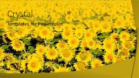  Presentation with sunflower sunflower sunflower sunflower sunflower - Beautiful slides featuring sunflower-field-zamora-province-castile backdrop and a gold colored foreground