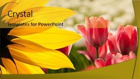  Presentation with tulip - Colorful presentation design enhanced with sunflower flower over tulip field backdrop and a yellow colored foreground