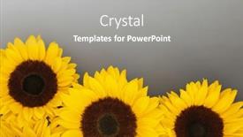  Presentation with sunshine flower - Slide deck enhanced with sunflower-flowers-symbol-of-summer background and a gray colored foreground