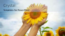  Presentation with sunflower sunflower sunflower sunflower sunflower - Slides consisting of sunflower-in-hands-nature background and a light blue colored foreground