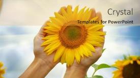  Presentation with sunflower - Presentation design featuring sunflower-in-hands-nature background and a gold colored foreground