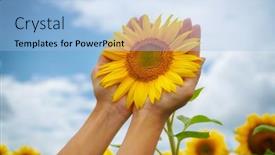  Presentation with sunflower - Presentation theme consisting of sunflower-in-hands-nature background and a light blue colored foreground