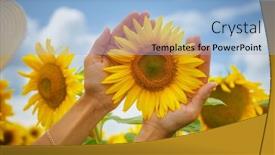  Presentation with sunflower sunflower sunflower sunflower sunflower - Slide deck consisting of sunflower-in-hands-nature background and a light blue colored foreground