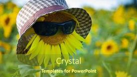  Presentation with sunflower sunflower sunflower sunflower sunflower - Amazing slide set having sunflower-in-sunglasses-and-hat backdrop and a tawny brown colored foreground