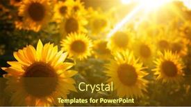  Presentation with sunflower - Slide set consisting of sunflower-in-sunlight background and a tawny brown colored foreground