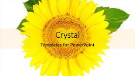  Presentation with sunflower sunflower sunflower sunflower sunflower - Slides enhanced with sunflower isolated on a white background background and a gold colored foreground