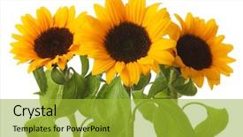  Presentation with half white and half bright coloured - Amazing PPT theme having sunflower isolated on white background backdrop and a  colored foreground