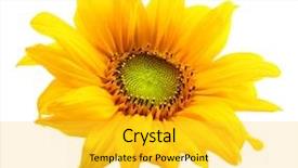  Presentation with octopus on isolated white - Amazing slide deck having sunflower isolated on white background backdrop and a yellow colored foreground