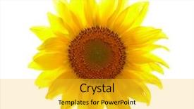  Presentation with sunflower - Amazing slides having sunflower isolated on white background backdrop and a  colored foreground