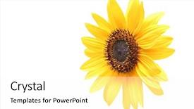  Presentation with rustic sunflower - Amazing presentation design having sunflower-macro-at-an-angle backdrop and a white colored foreground