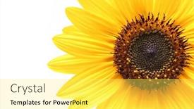  Presentation with sunflower - Audience pleasing presentation theme consisting of sunflower-macro-shot-over-white backdrop and a yellow colored foreground