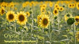  Presentation with sunflower sunflower sunflower sunflower sunflower - Presentation theme enhanced with sunflower-natural-background-sunflower-blooming background and a tawny brown colored foreground