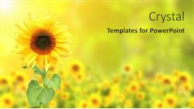  Presentation with farm food - Presentation consisting of sunflower-on-blurred-sunny-nature background and a  colored foreground