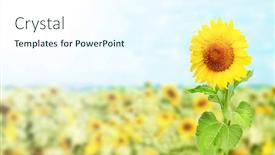  Presentation with farm food - Theme with sunflower-on-blurred-sunny-nature background and a  colored foreground