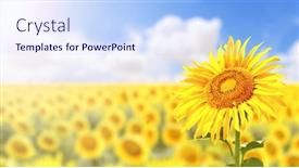  Presentation with farm food - PPT theme featuring sunflower-on-blurred-sunny-nature background and a sky blue colored foreground