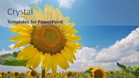  Presentation with nature design - Theme featuring sunflower-on-sky-background-nature background and a light blue colored foreground