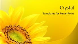  Presentation with sunflower - Colorful slide deck enhanced with sunflower on summer background backdrop and a white colored foreground