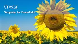  Presentation with sunflower sunflower sunflower sunflower sunflower - Colorful presentation theme enhanced with sunflower over cloudy blue sky backdrop and a teal colored foreground