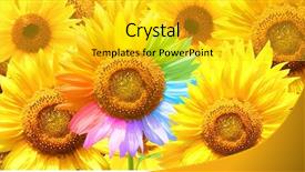  Presentation with sunflower - Cool new slides with sunflower painted in different colors backdrop and a gold colored foreground