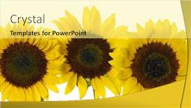  Presentation with sunflower - 