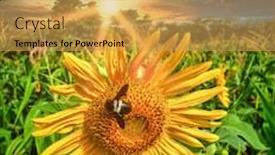  Presentation with village - Colorful presentation theme enhanced with sunflower-plants-in-a-farm backdrop and a yellow colored foreground