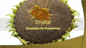  Presentation with sunflower - Slides with sunflower-ready-to-be-harvested background and a tawny brown colored foreground