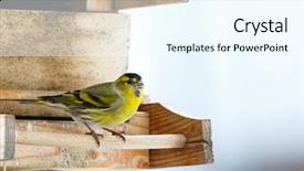  Presentation with black seed - Theme having sunflower seed food during winter background and a cool aqua colored foreground