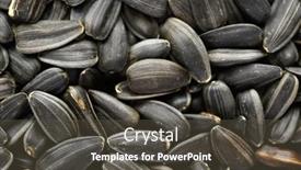  Presentation with sunflower - Slide deck having sunflower-seeds-background-closeup background and a dark gray colored foreground