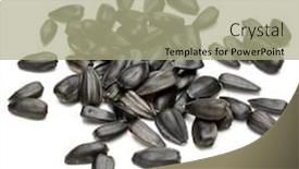  Presentation with sunflower sunflower sunflower sunflower sunflower - PPT theme featuring sunflower seeds isolated on white background and a mint green colored foreground