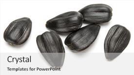 Presentation with sunflower sunflower sunflower sunflower sunflower - Beautiful presentation design featuring sunflower seeds isolated on white backdrop and a light gray colored foreground