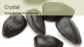  Presentation with sunflower - PPT theme having sunflower seeds isolated on white background close up background and a soft green colored foreground